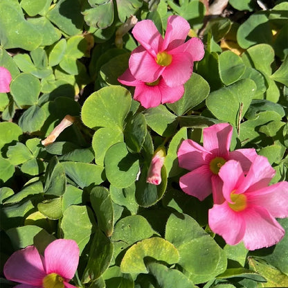 African Oxalis flower seeds