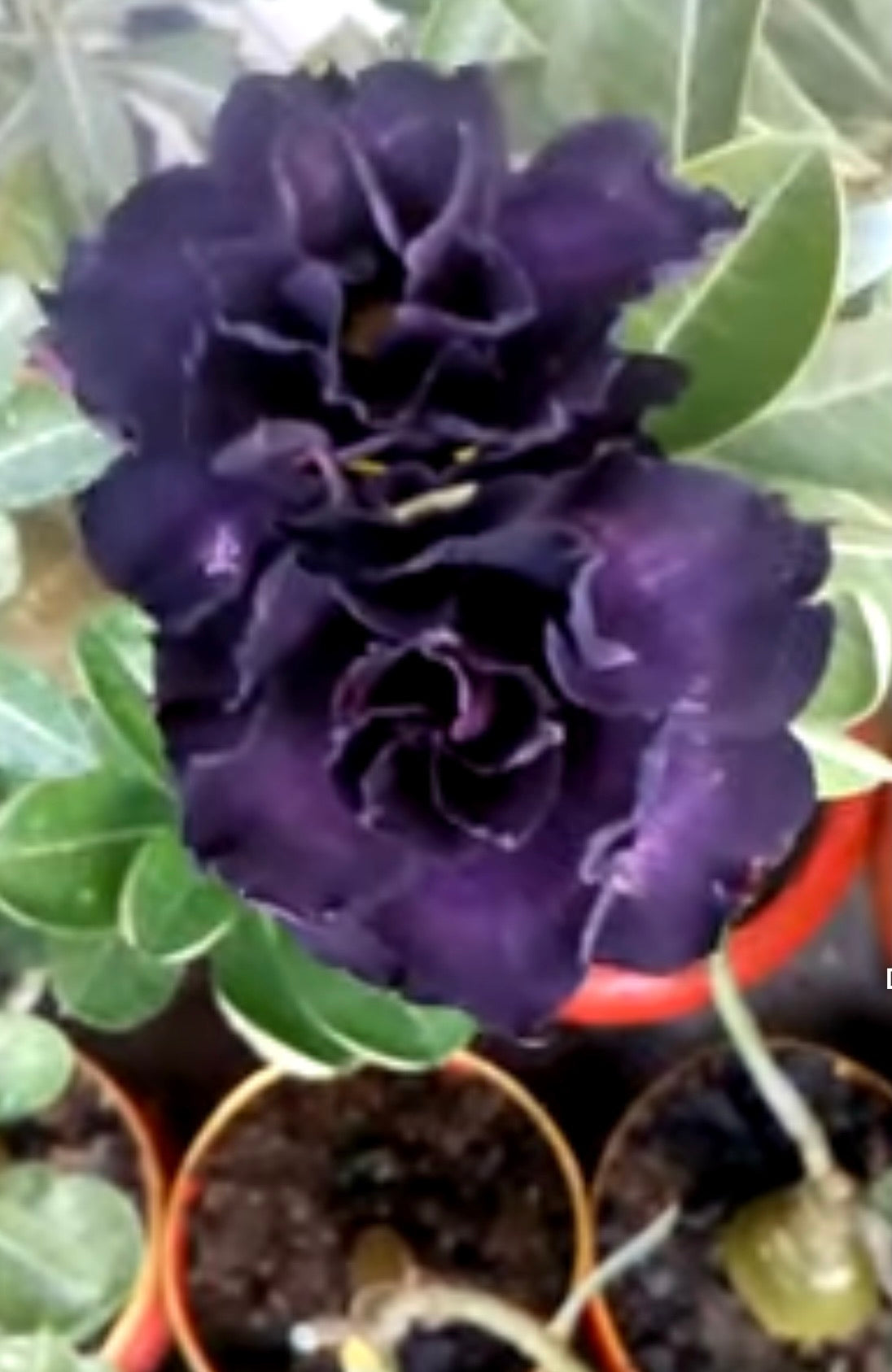 Blue Adenium flower seeds