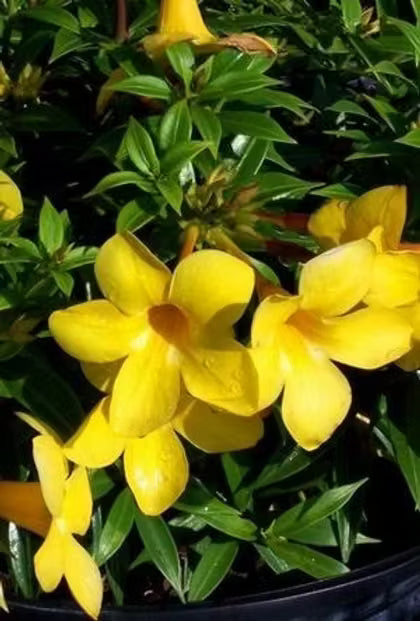 Allamanda cathartica Allamanda plant