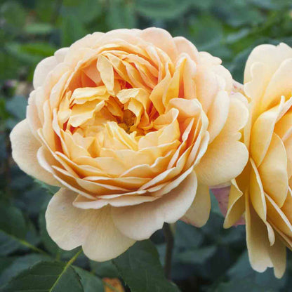 Cream Rose Flower Seeds for Planting – Heirloom Non-GMO Garden Seeds