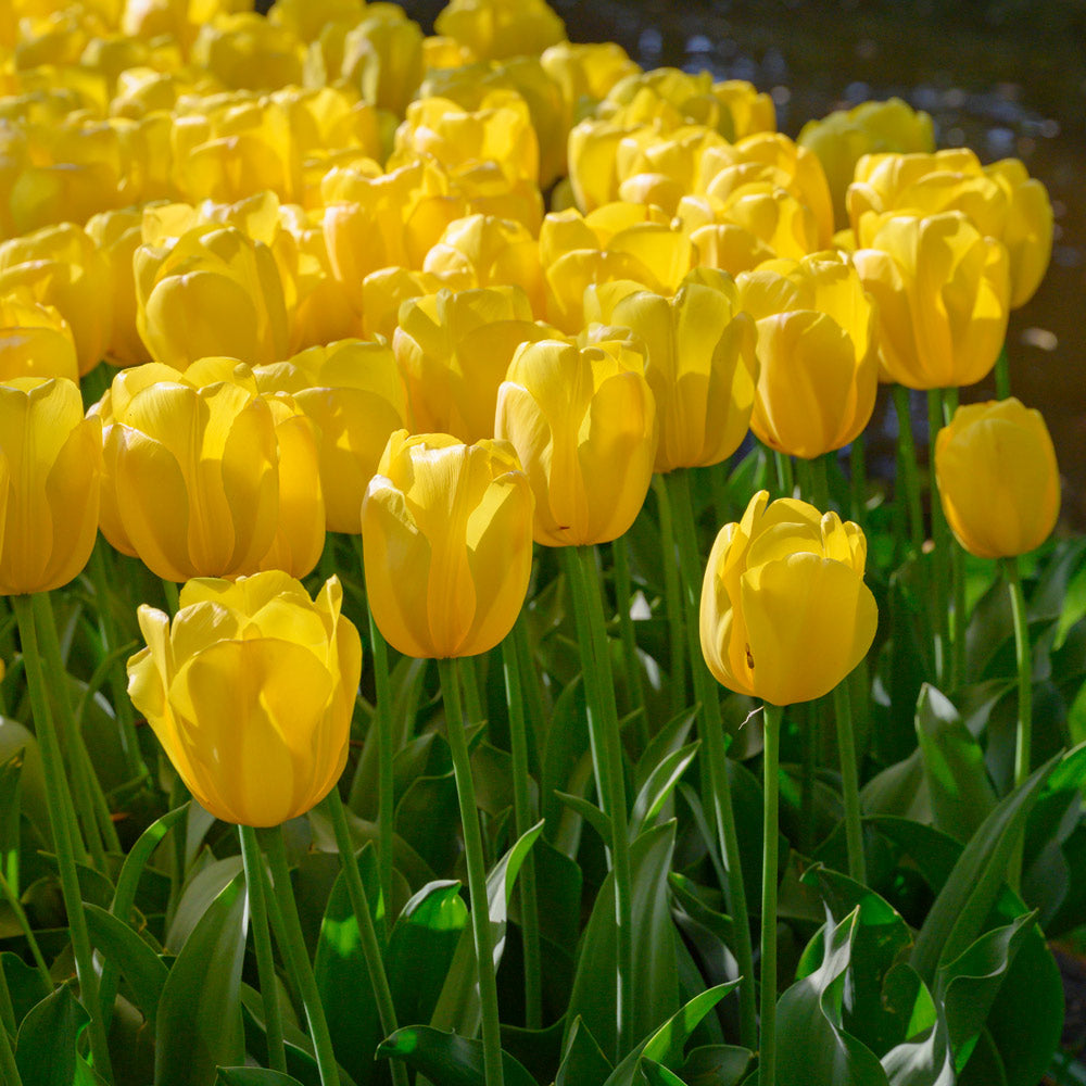 Yellow Tulip flower seeds