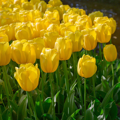 Yellow Tulip flower seeds
