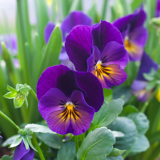 Purple Viola flower seeds