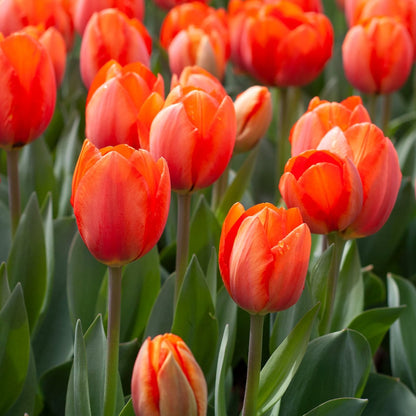 Orange Red flower seeds