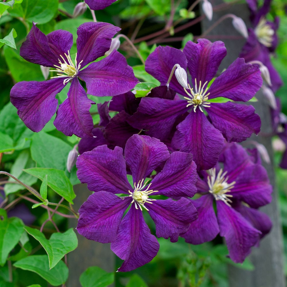 Clematis flower seeds