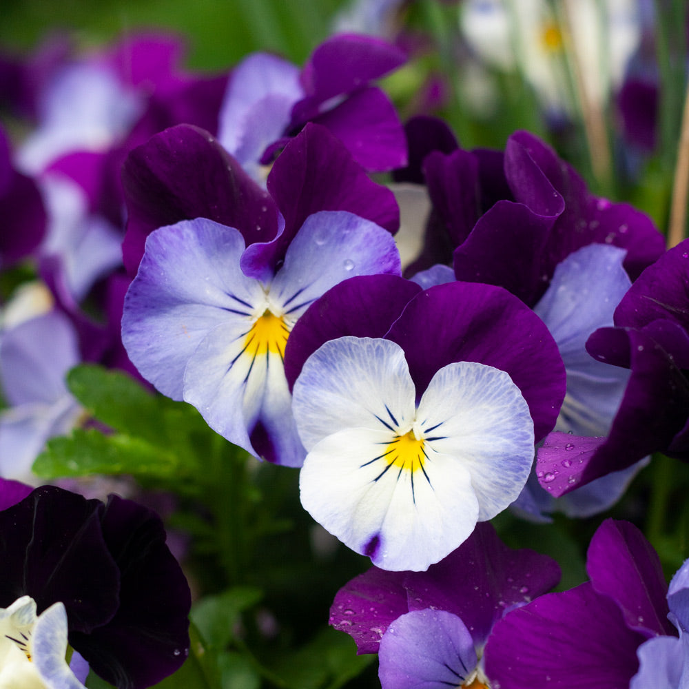 Purple Wavy flower seeds