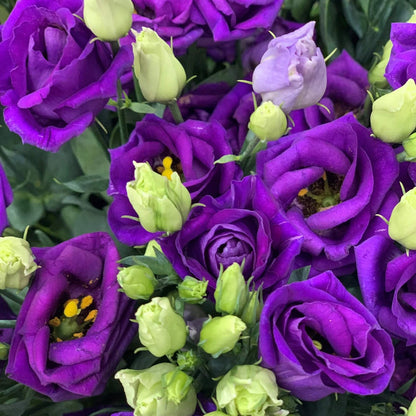 Rosita Purple Lisianthus plant
