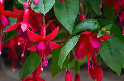 Red Fuchsia flower seeds