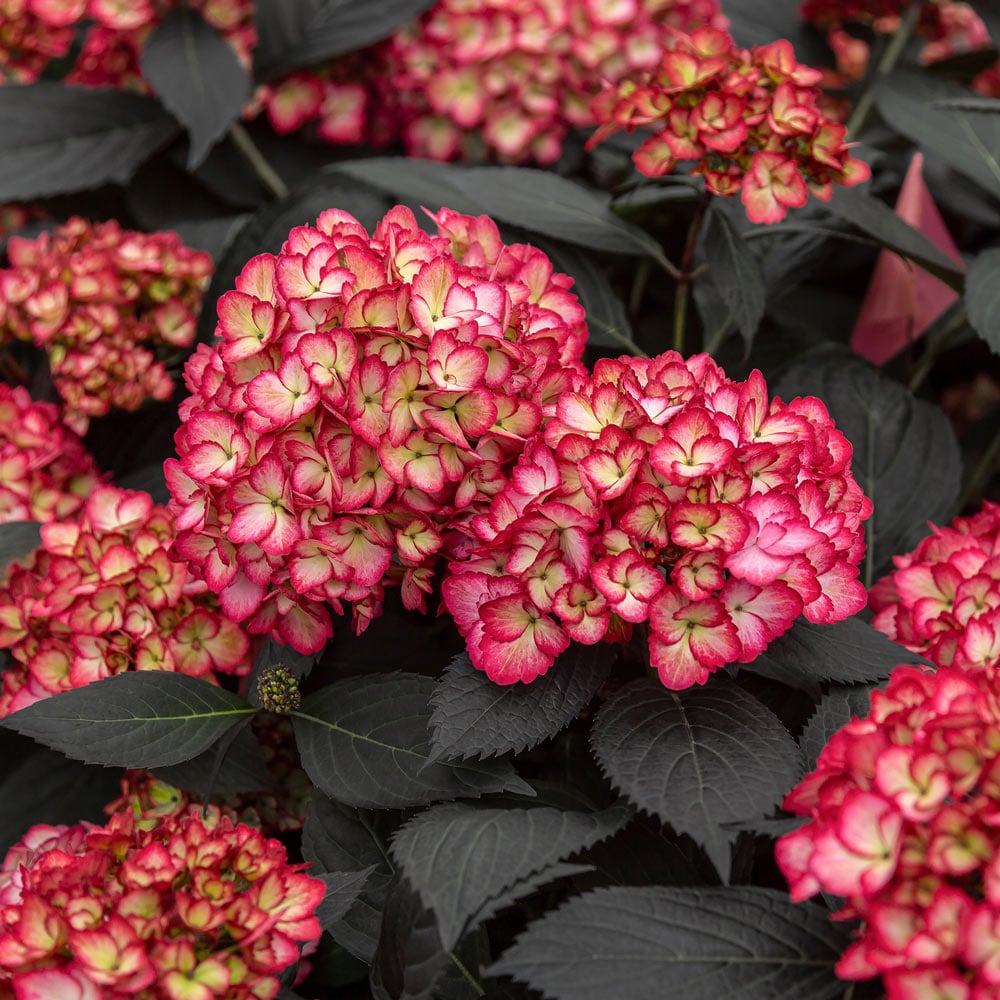 Red And flower seeds