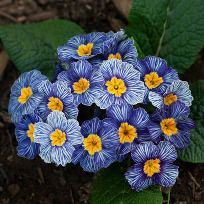 Blue Primrose flower seeds