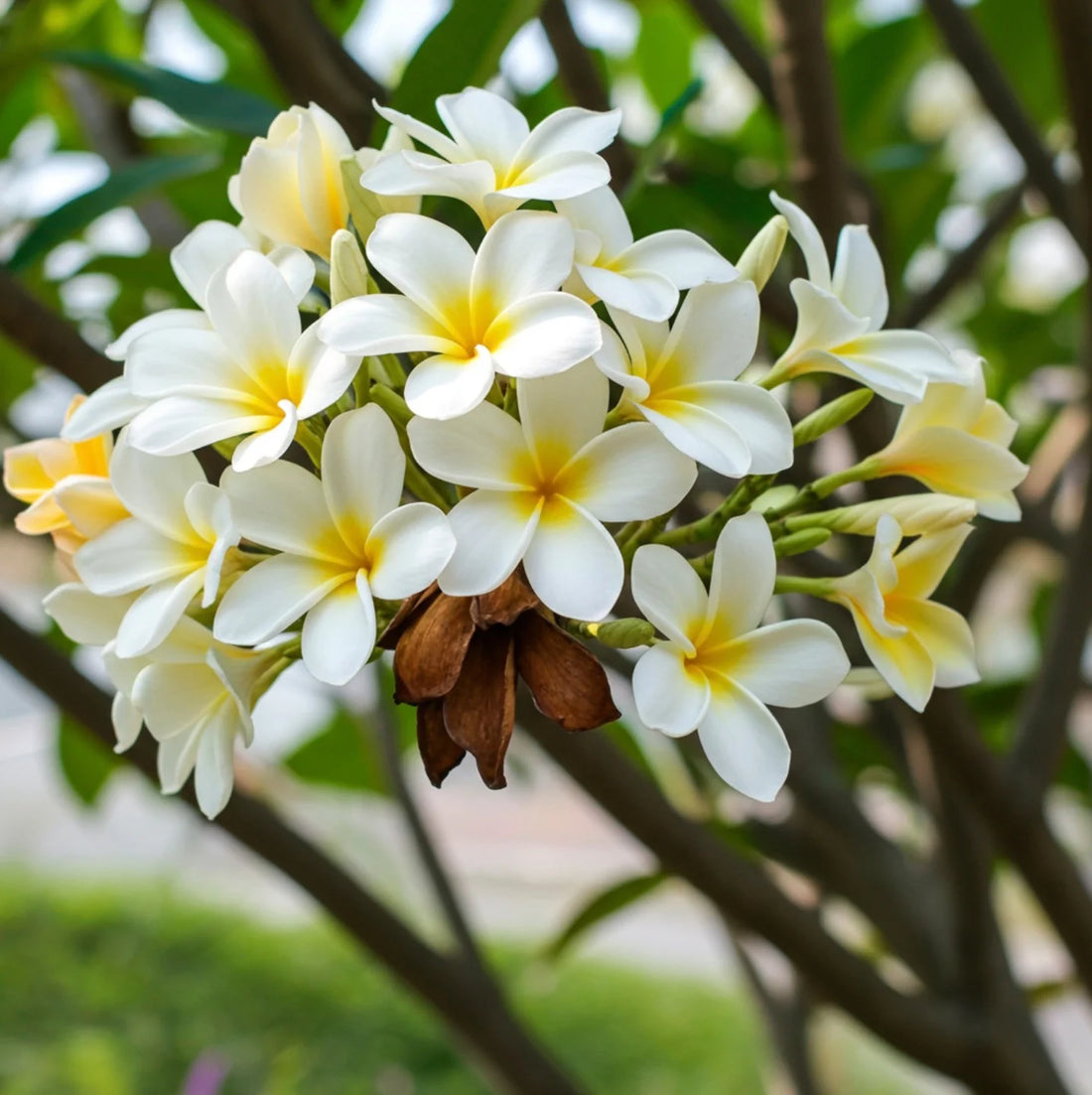 White Frangipani flower seeds