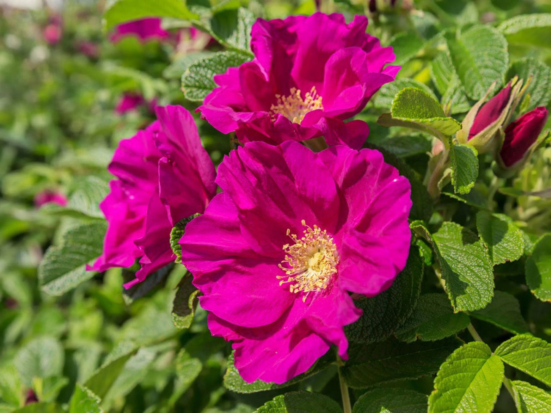 Rosa Rugosa flower seeds