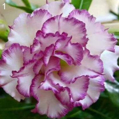 White Desert Rose plant