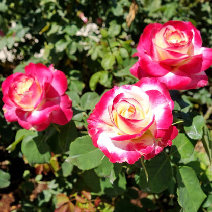 Rosa plant