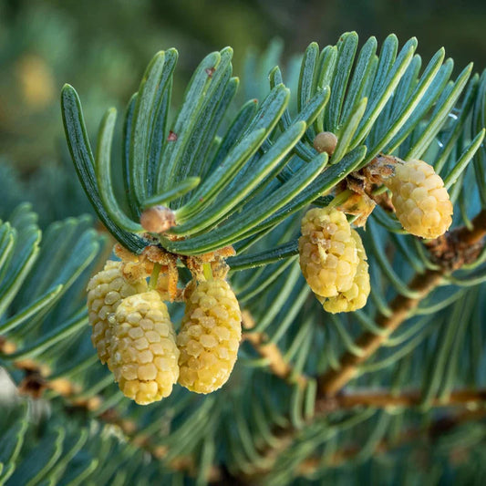 Abies Concolor flower seeds