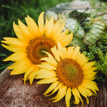 Peredovik Sunflower plant