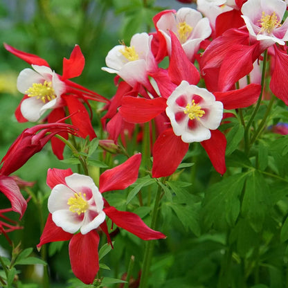 Columbine flower seeds