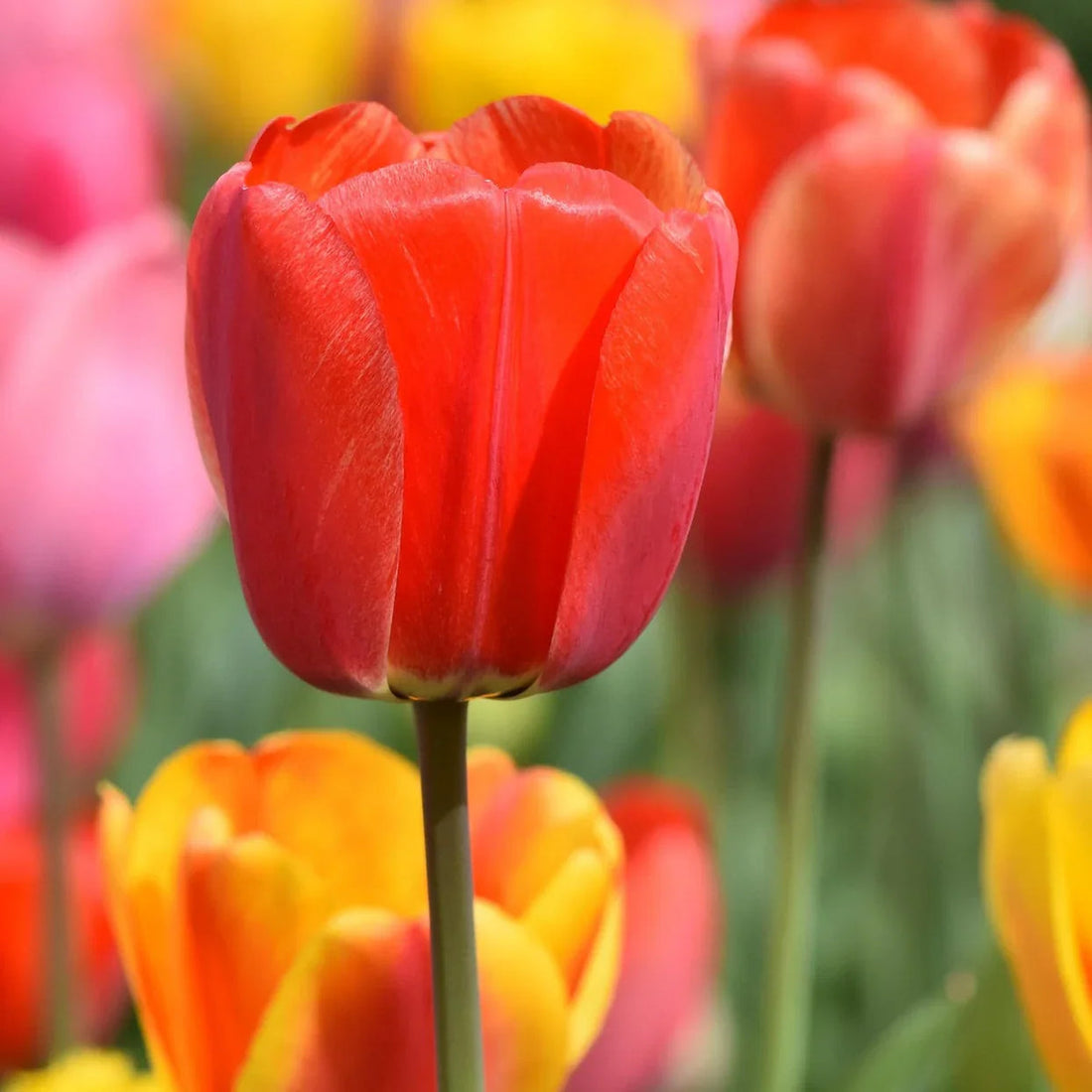 Tulip flower seeds
