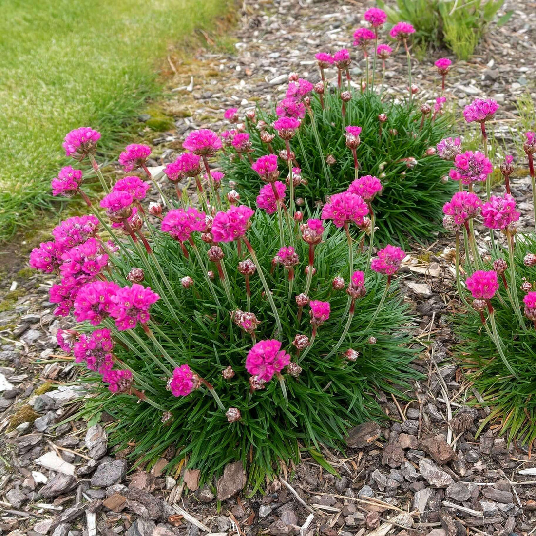Pink Thrift flower seeds