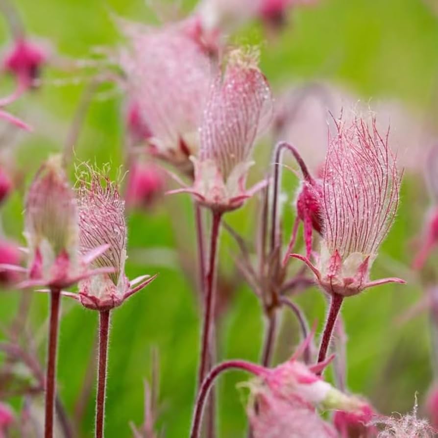 Smoke flower seeds