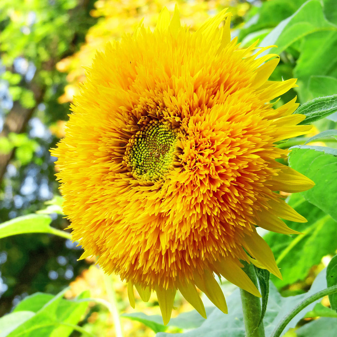 Yellow Honey flower seeds