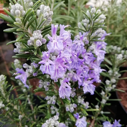 Violet Rosemary flower seeds