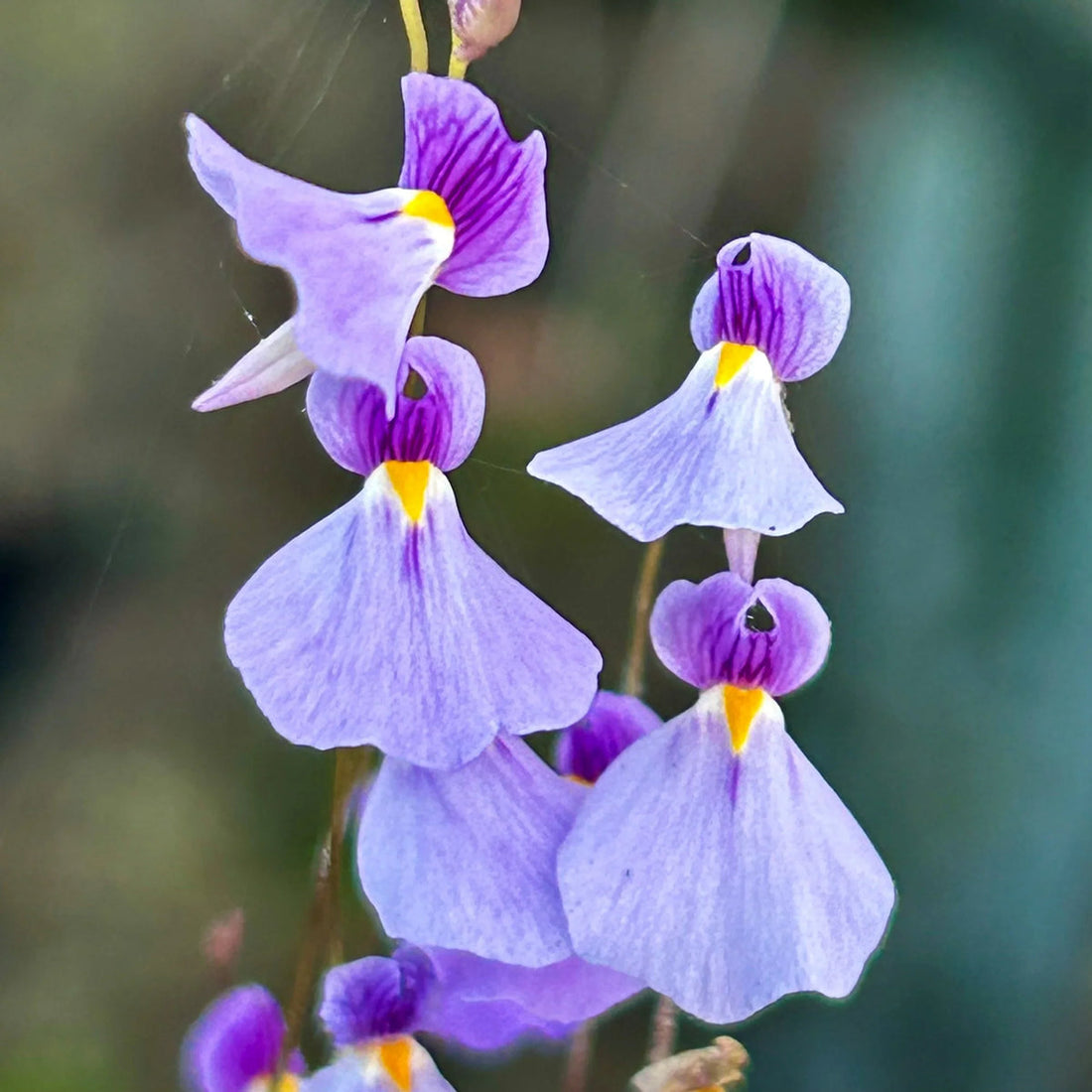 Violet Utricularia flower seeds