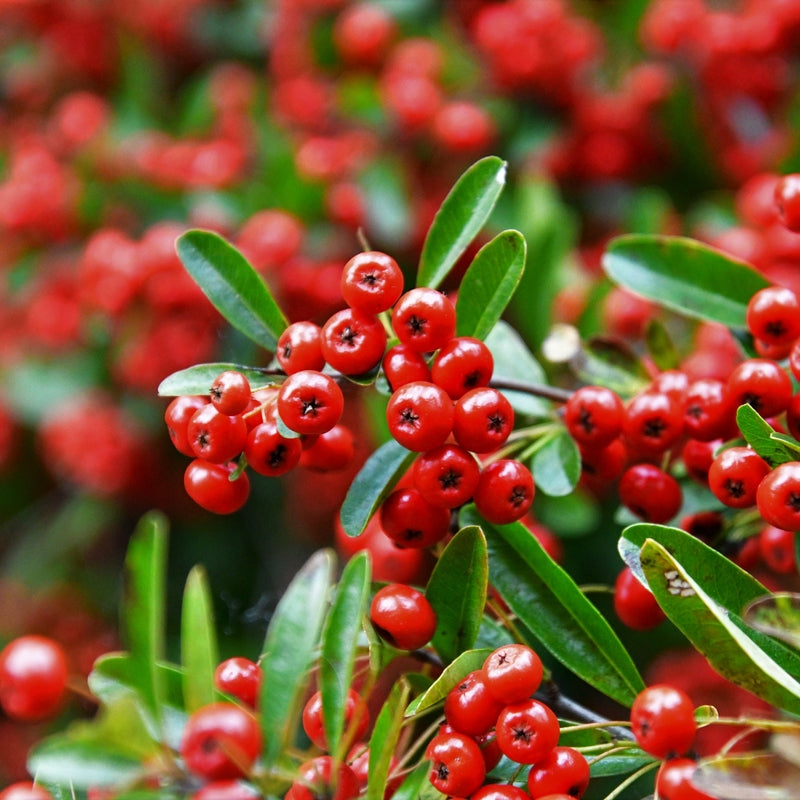 Red Firethorn flower seeds