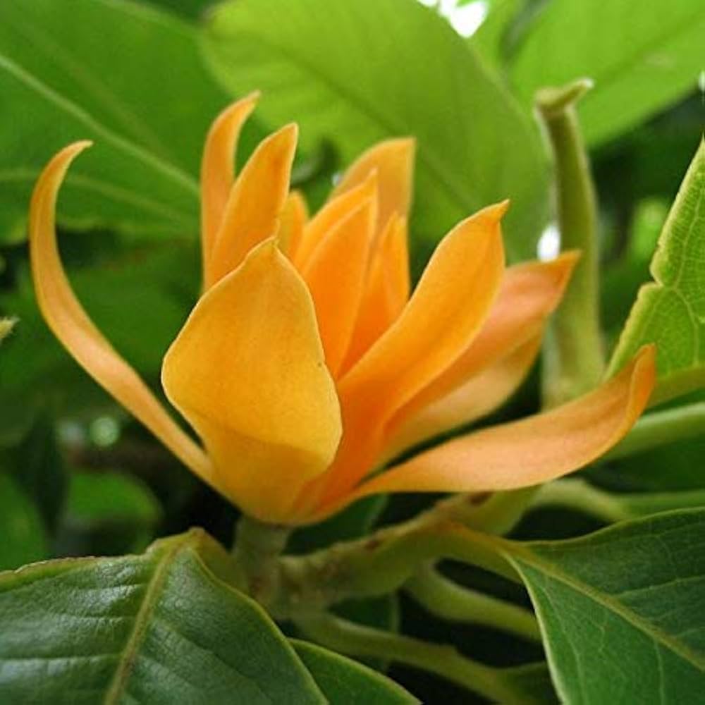 Michelia flower seeds