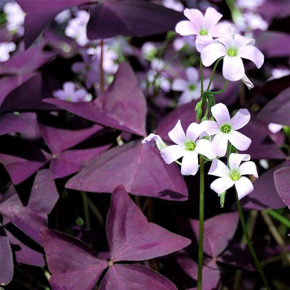 Oxalis Shamrock flower seeds