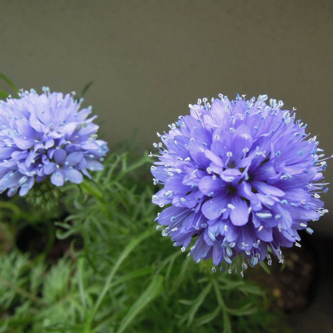 Gilia Capitata flower seeds