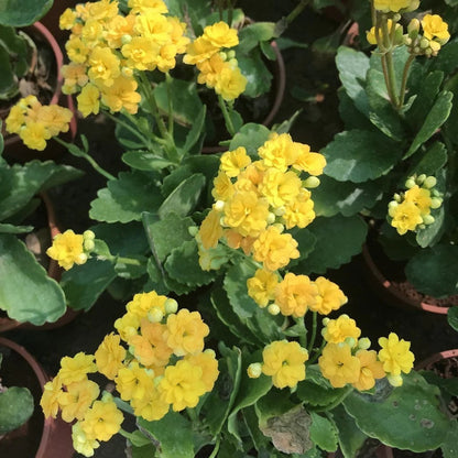 Yellow Kalanchoe flower seeds