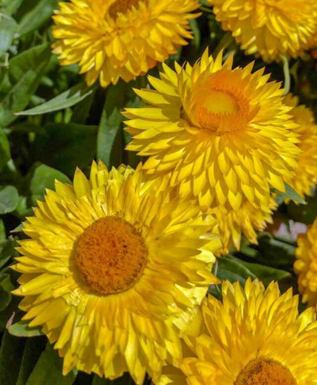 Yellow Strawflower flower seeds