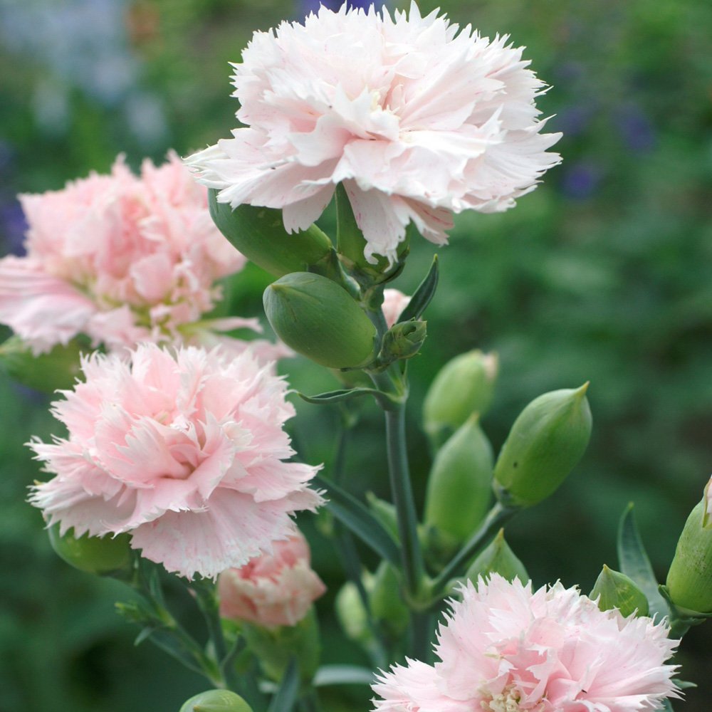 Light Pink flower seeds