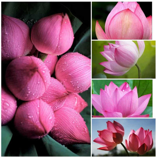 Tulip Light flower seeds