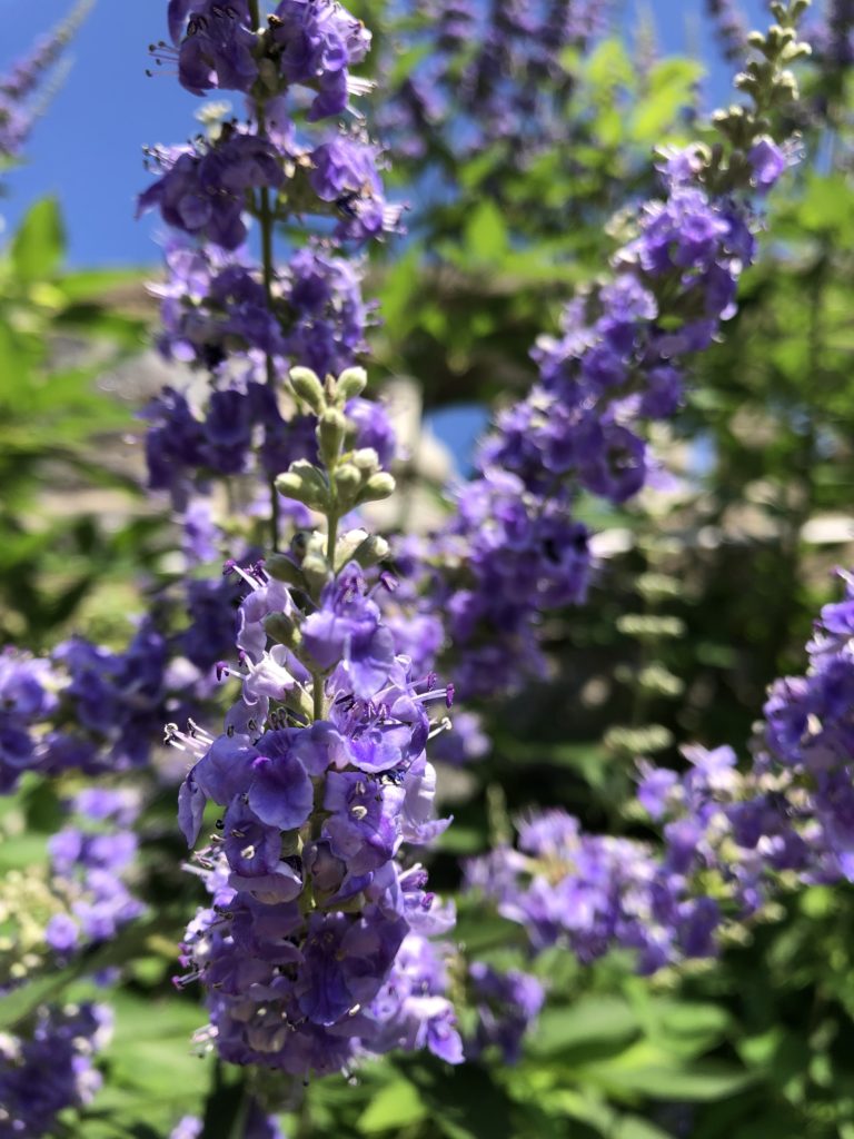 Purple Angus flower seeds