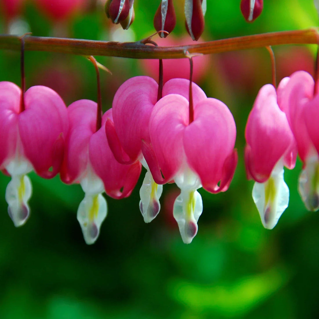 Asian Pink flower seeds