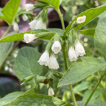 Symphytum flower seeds