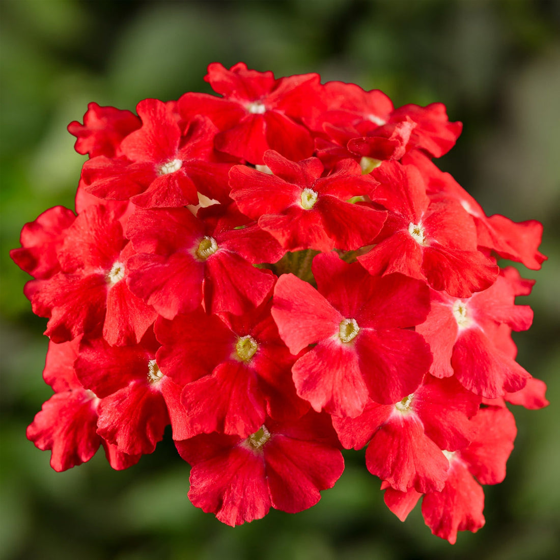 Red Scarlet flower seeds