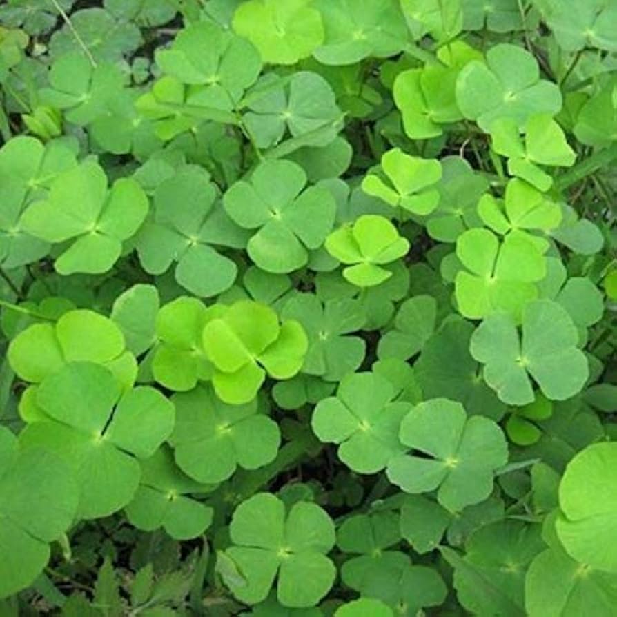 Light Green flower seeds