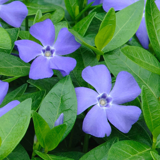 Blue Vinca flower seeds