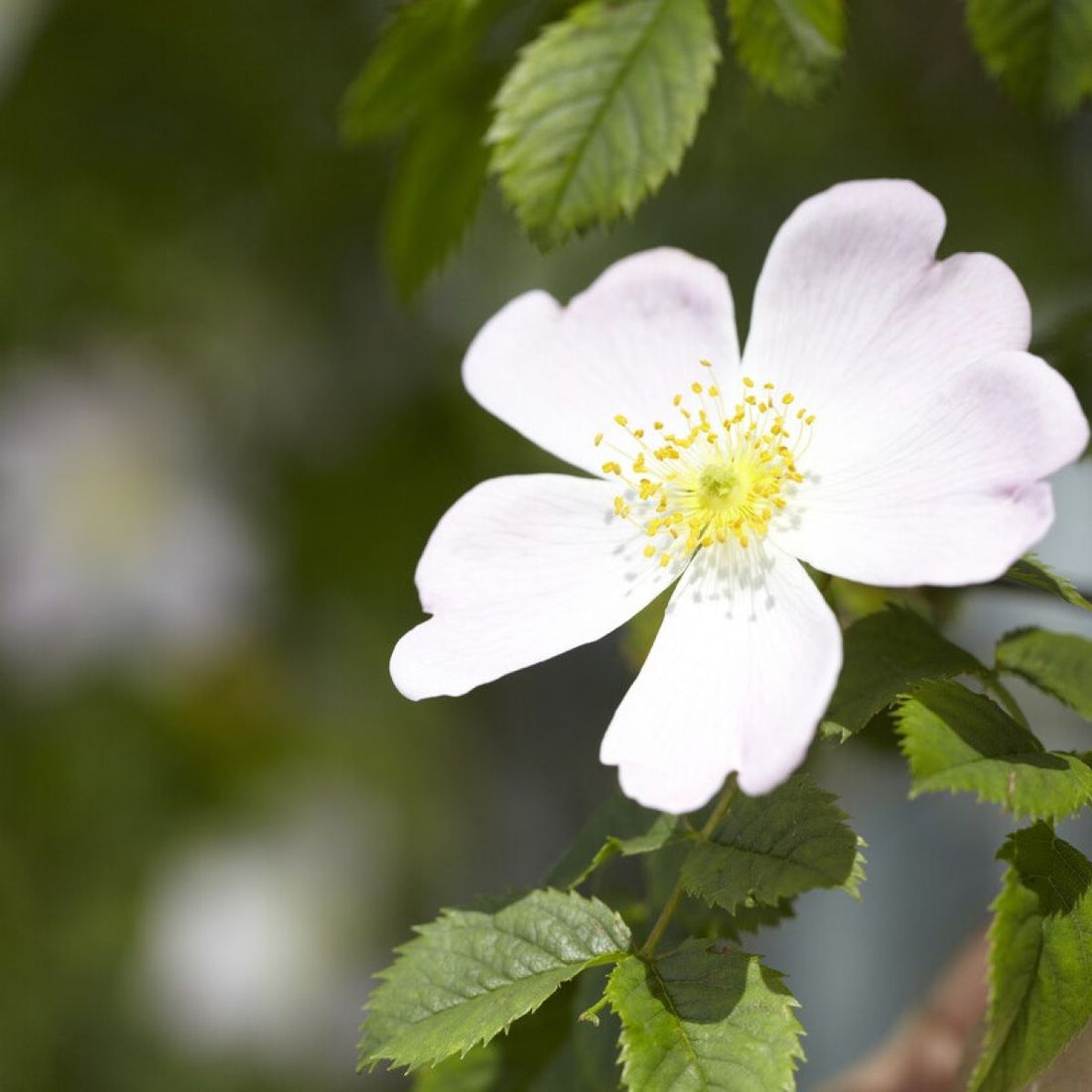 White Rosa flower seeds