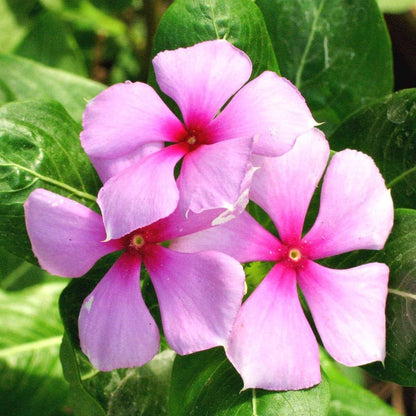 Catharanthus flower seeds