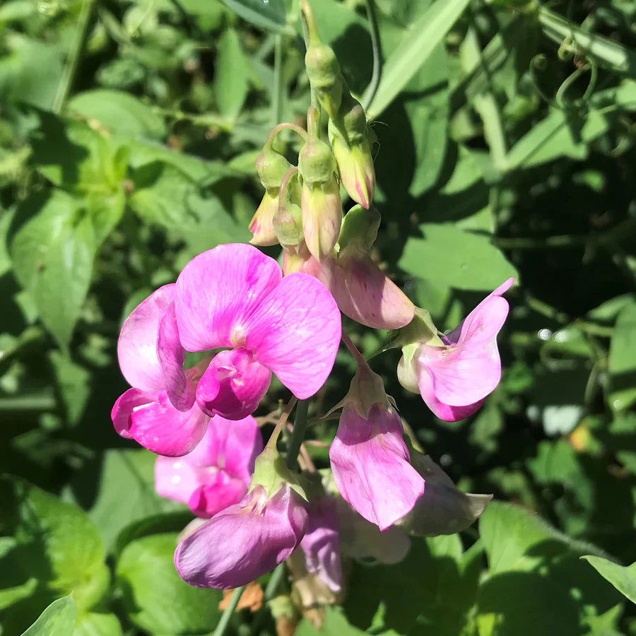 Pink Lathyrus flower seeds