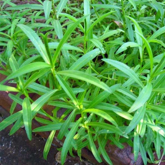 Tarragon flower seeds