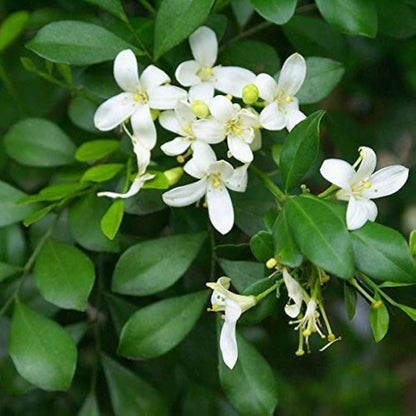 Murraya Paniculata flower seeds
