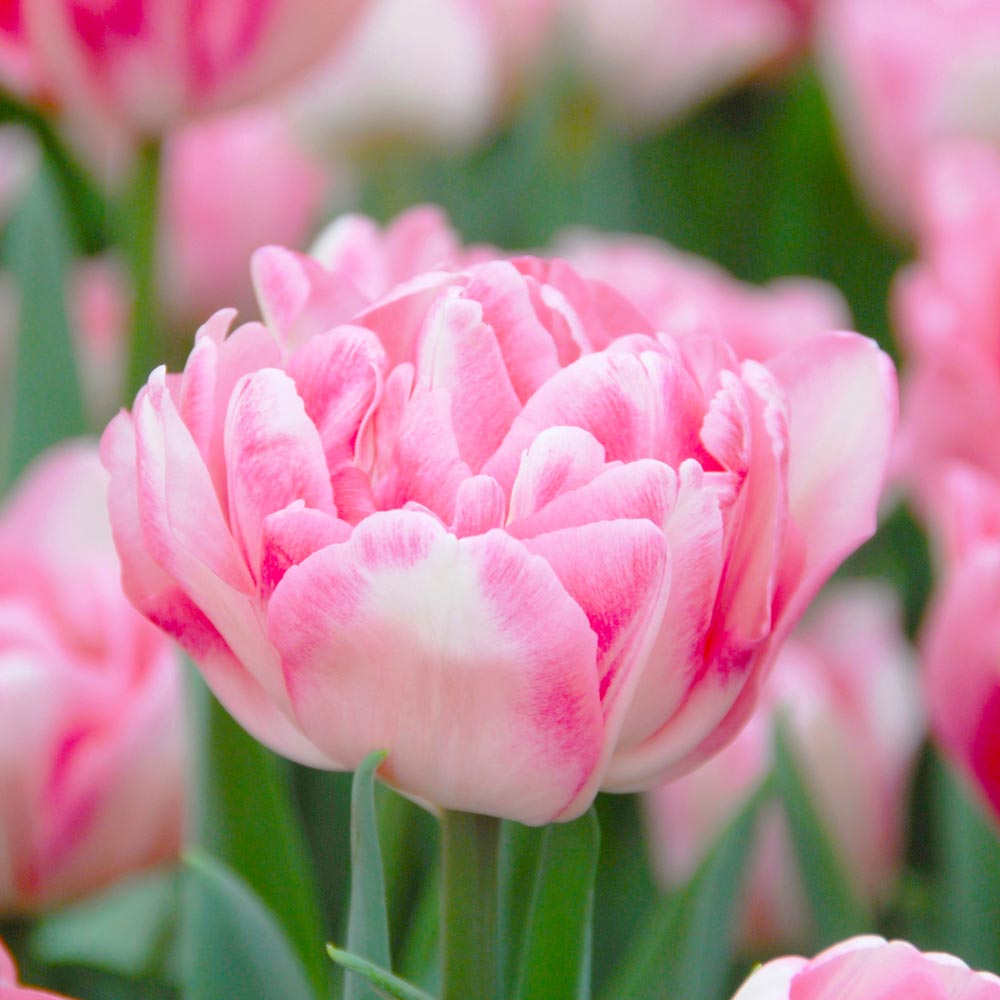 Double Tulip flower seeds