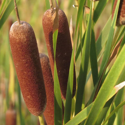 Cattail flower seeds
