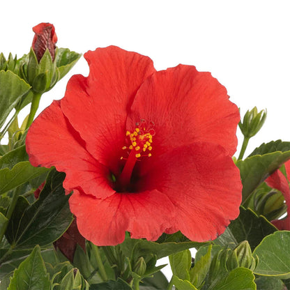 Hibiscus flower seeds