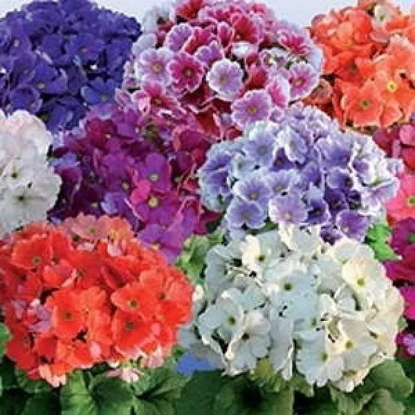 Obconica flower seeds